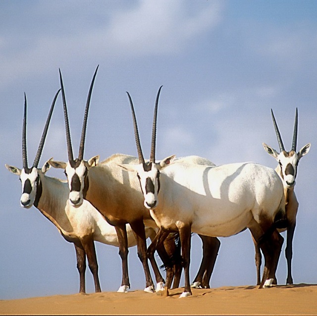 araboryx