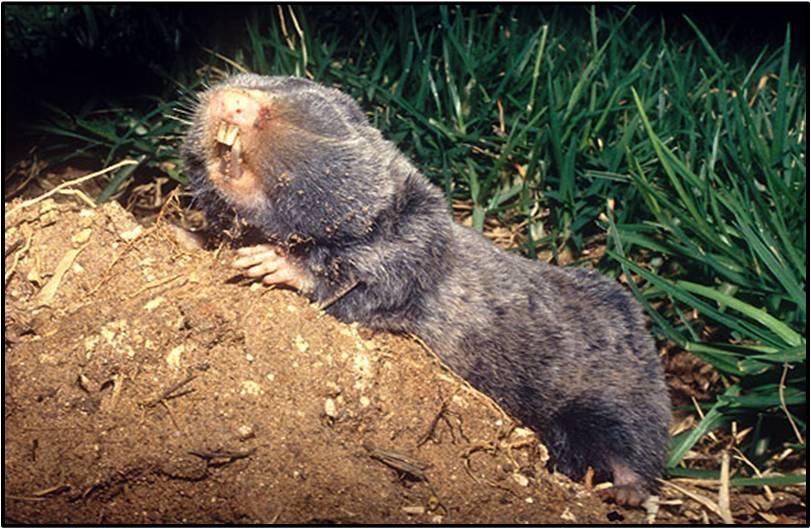palmolerat