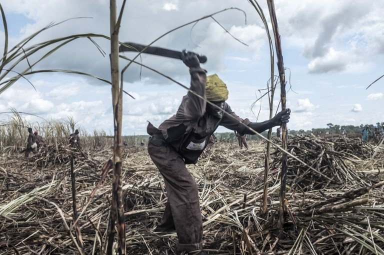 Édesszájú kenyaiak, kesergő gazdák