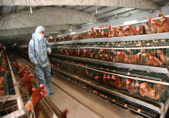 Kína óvatos: betiltotta az amerikai csirke behozatalát