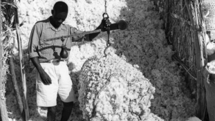 Felzárkózna az afrikai gyapotnagyhatalmakhoz Mali