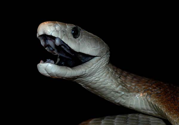 Fekete mamba gyilkolt Botswanában