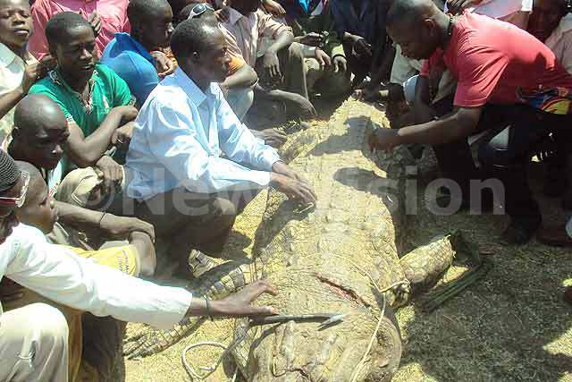 Terhes nőt falt fel egy krokodil Kelet-Ugandában
