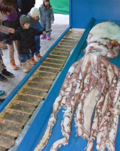 Supersize squid