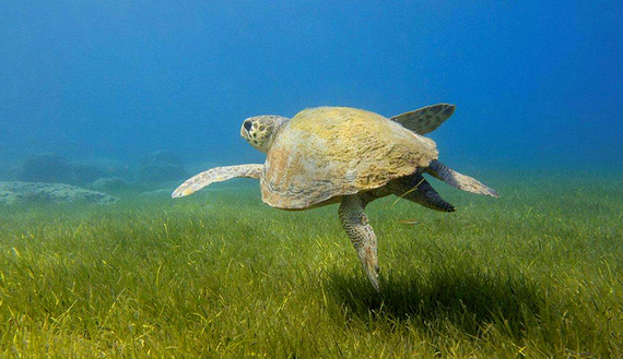 Török környezetvédők harca a teknősökért