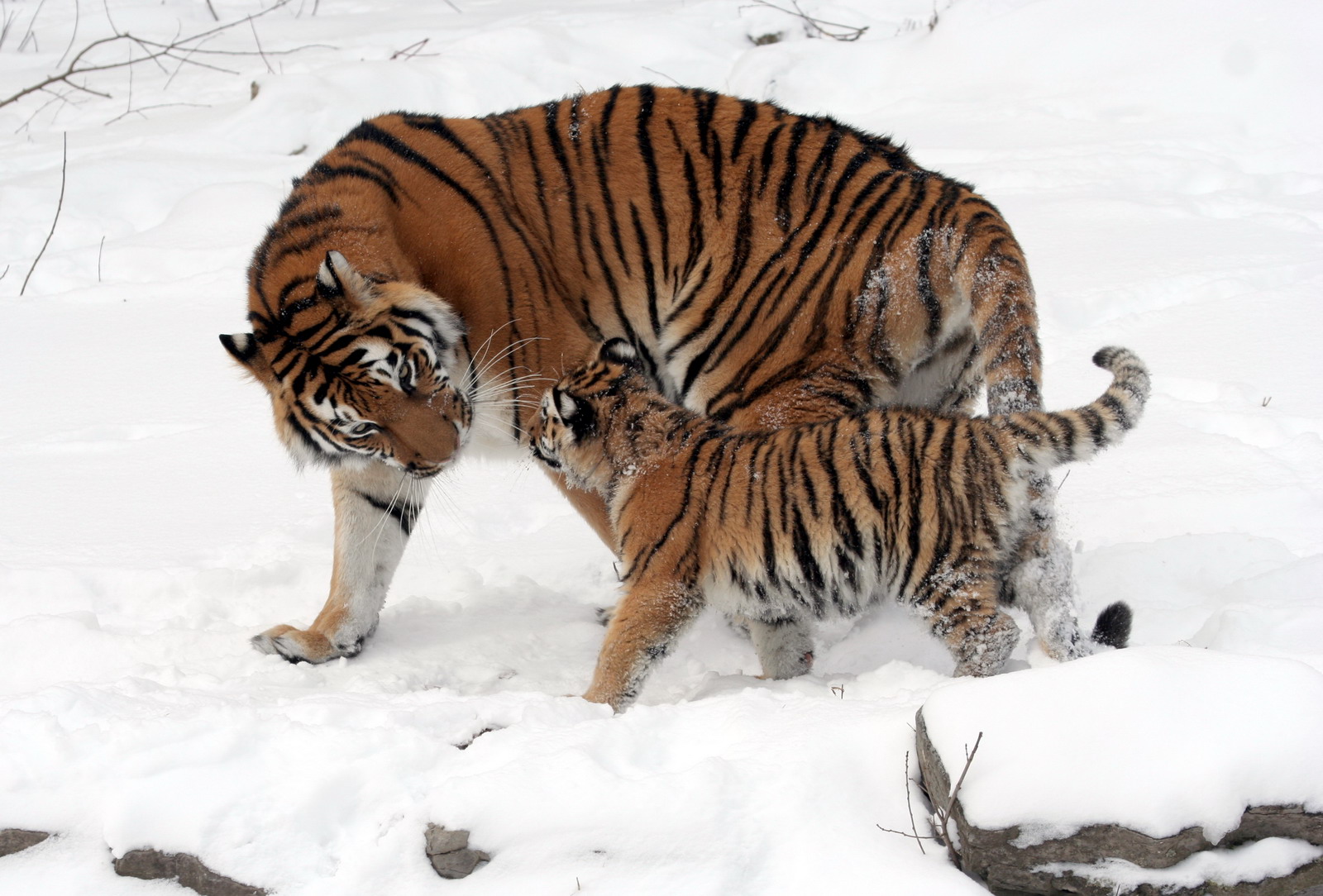 Így hógolyózik egy orosz tigris (videó)