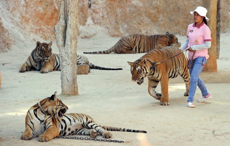 Menhely vagy turistavonzó kínzókamra a thaiföldi tigristemplom?