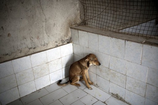 Nyomkövetőt kapnak a kóbor kutyák Iránban