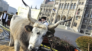 A tatárokat érdekli a magyar marhatenyésztés