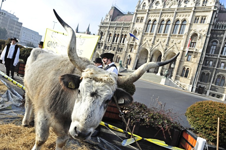 A tatárokat érdekli a magyar marhatenyésztés