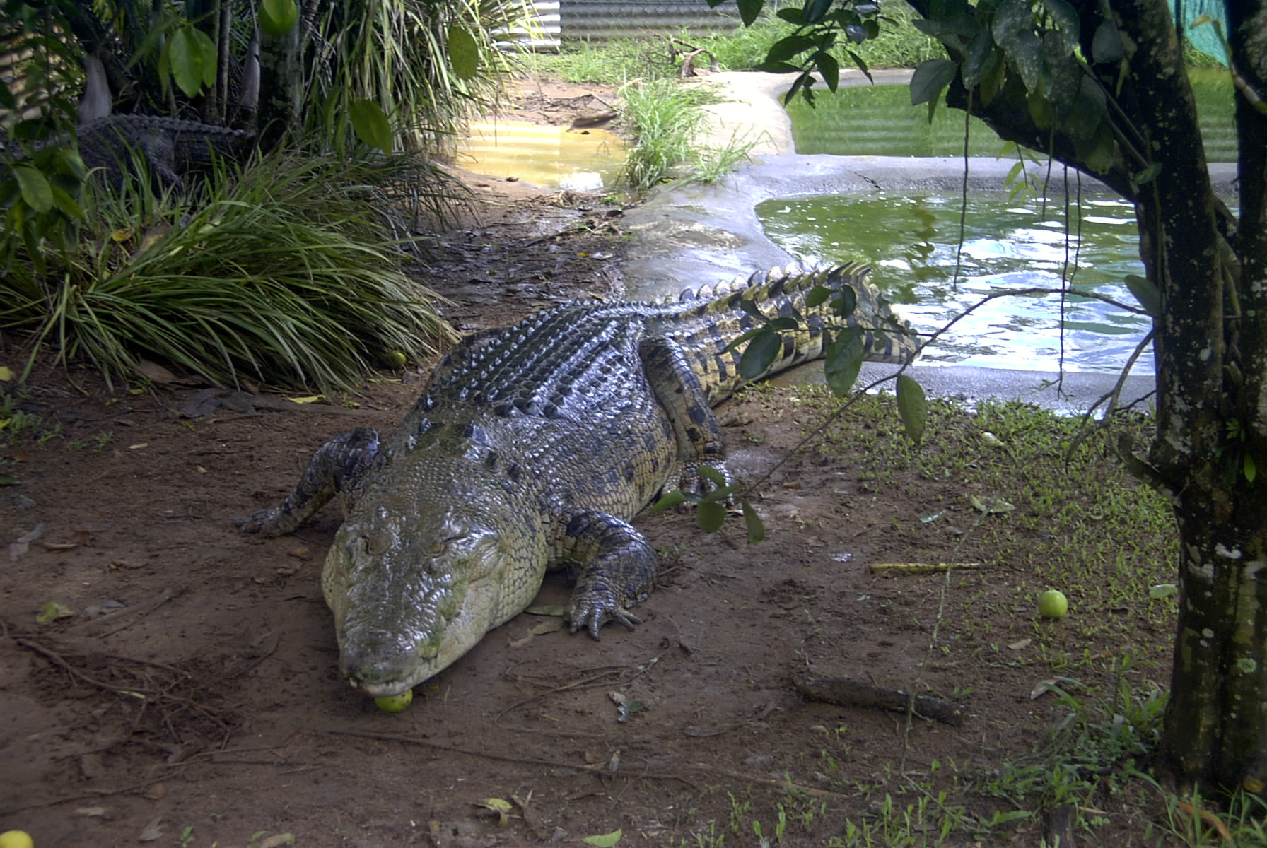 Crocodilopolis a világ legrégibb városa