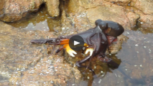 Így vadászik szárazföldön egy polip – videó