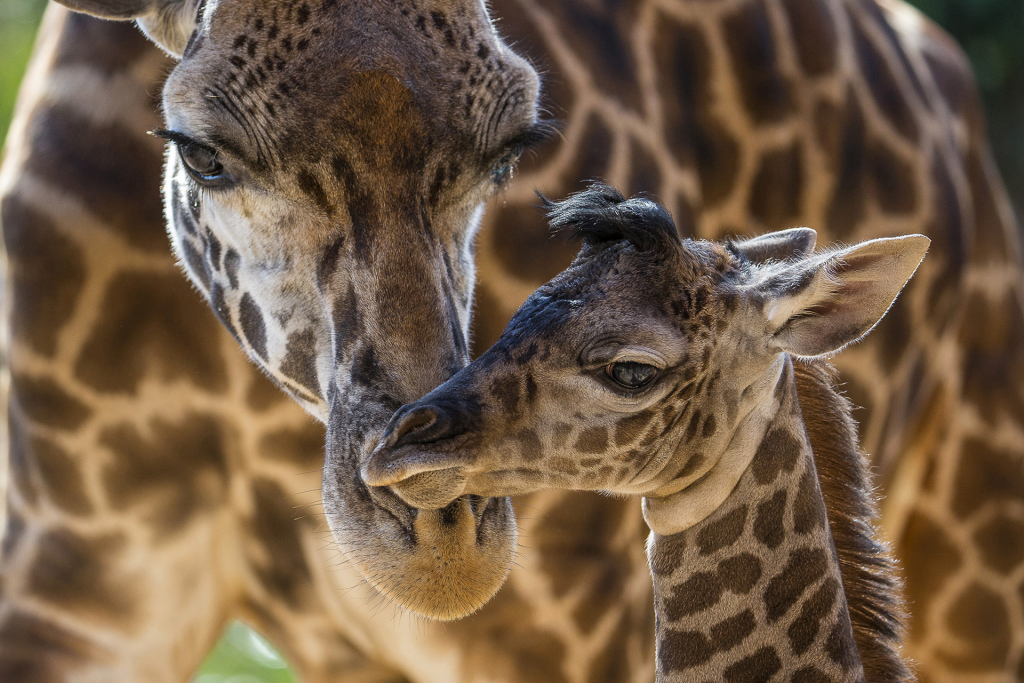 Giraffe Birth at San Diego Zoo Adds to   Observance of World Giraffe Day Harriet, a Masai giraffe, attends to her four-day-old calf at the San Diego Zoo. The male was born on June 16, standing 6 feet 2 inches tall and weighing 146 lbs. This is Harriet’