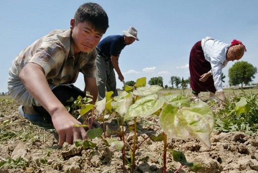 Kötelező újrahasznosítás gyerekekkel Üzbegisztánban?