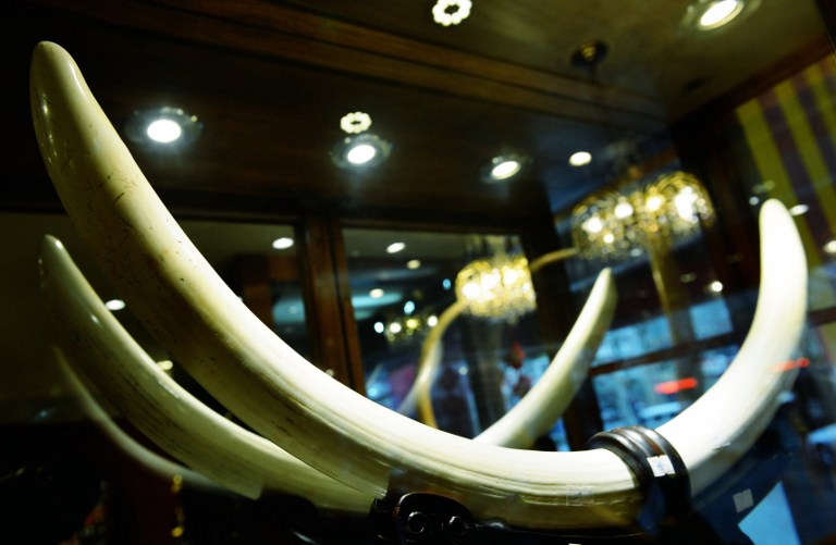 Teljes kínai tilalom az elefántcsont behozatalára – papíron