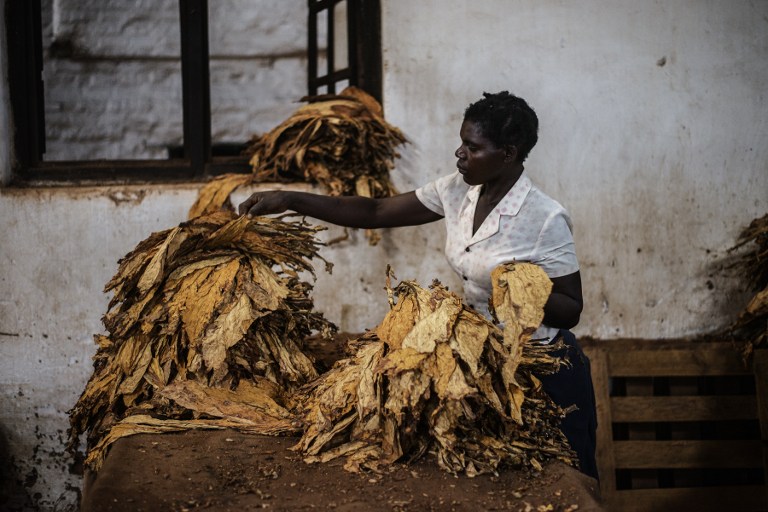 A sok eső miatt most a fogukat szívják Malawi dohánytermesztői