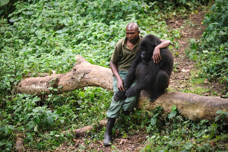 Gorillák az olajosok ellen