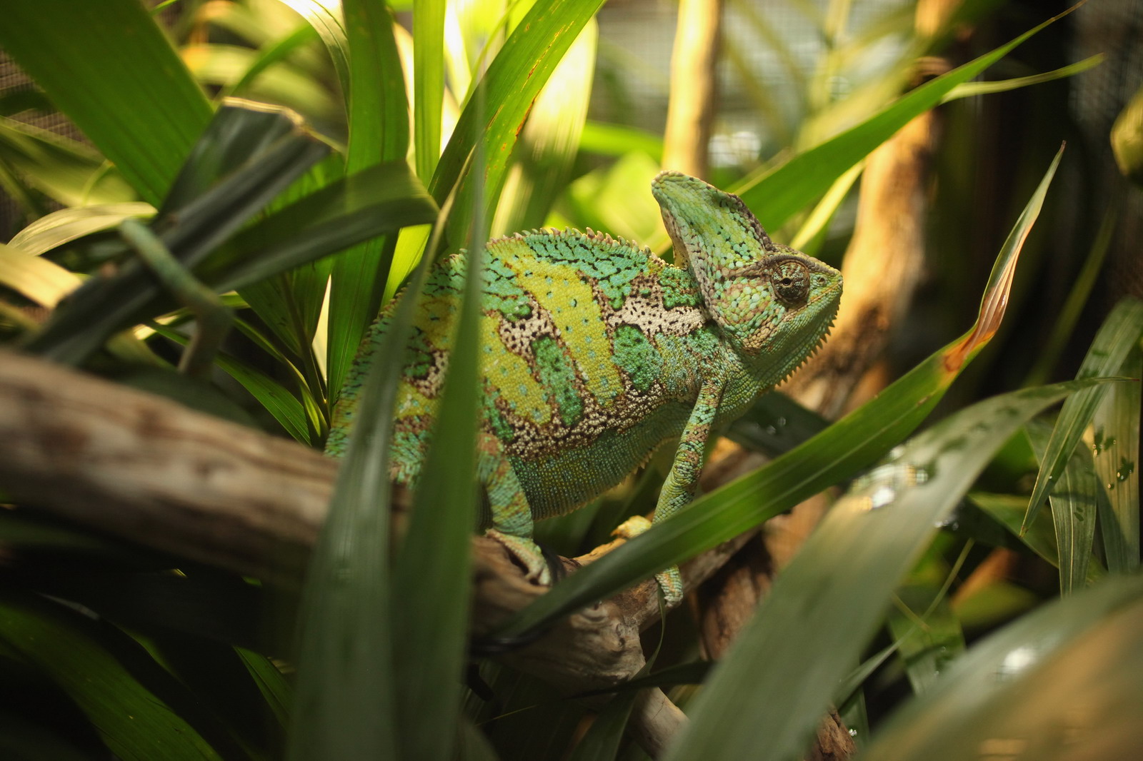 Hogy változtatja színét a kaméleon?