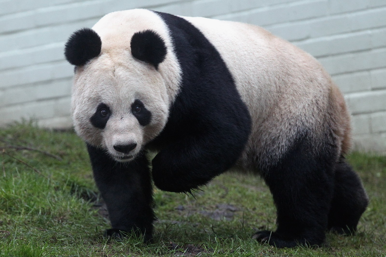 Pandaharapásért 83 ezer dollár fájdalomdíj