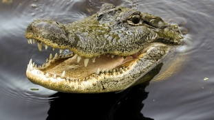 Horror Zimbabwéban: Turisták előtt falt fel egy embert a vérszomjas krokodil