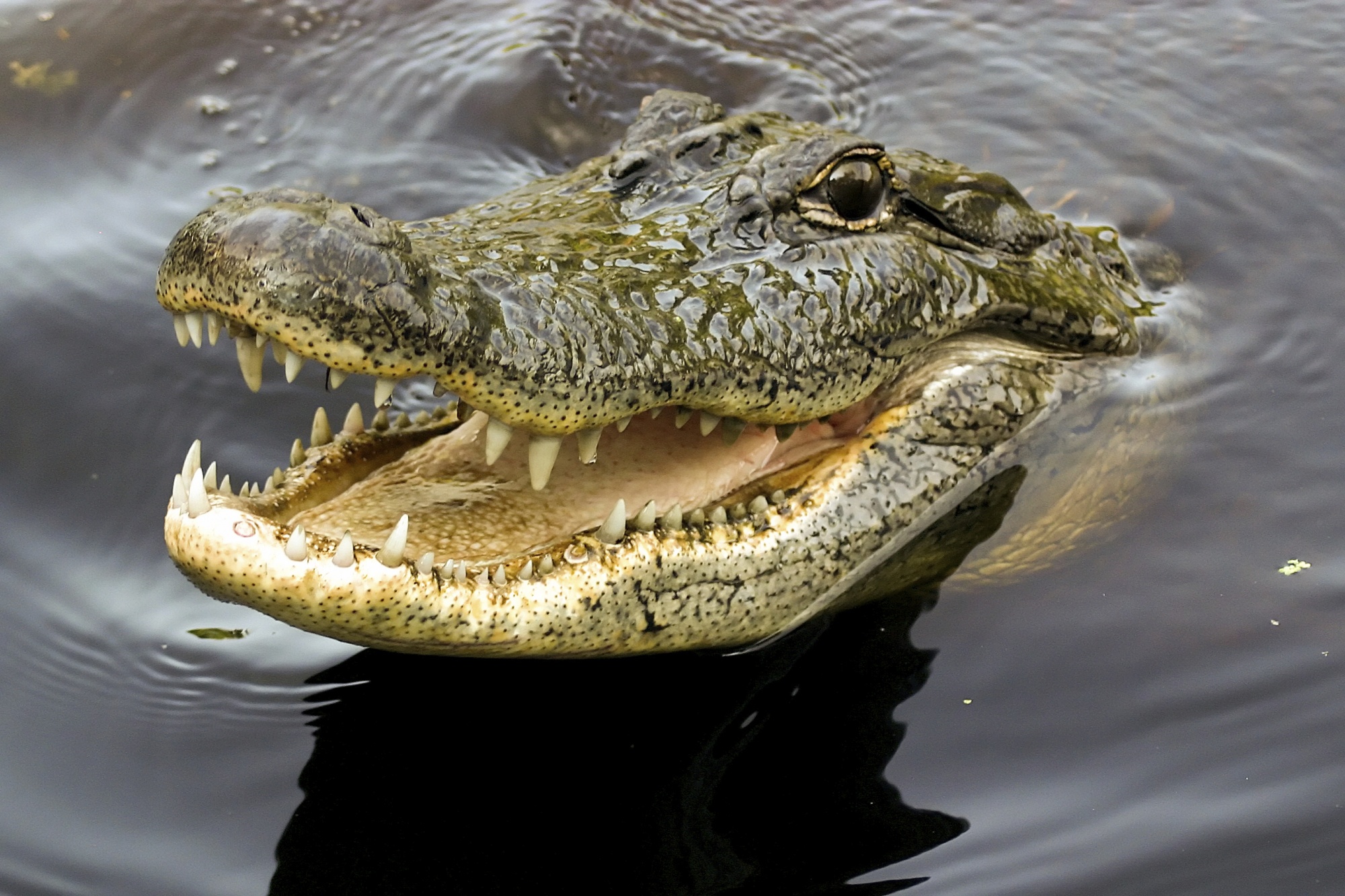 Horror Zimbabwéban: Turisták előtt falt fel egy embert a vérszomjas krokodil