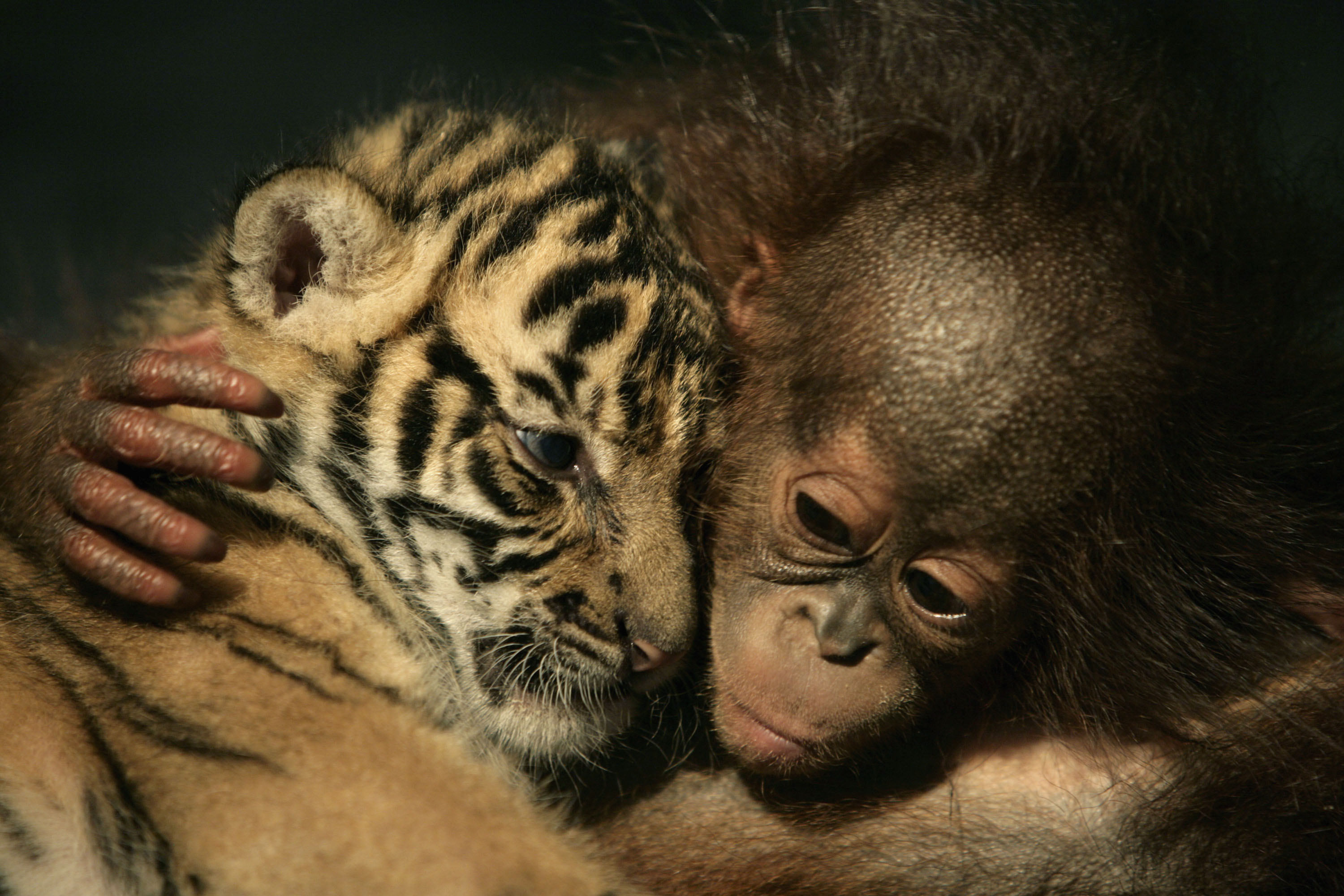 Endangered Sumatran Tiger Cubs Born In Indonesia