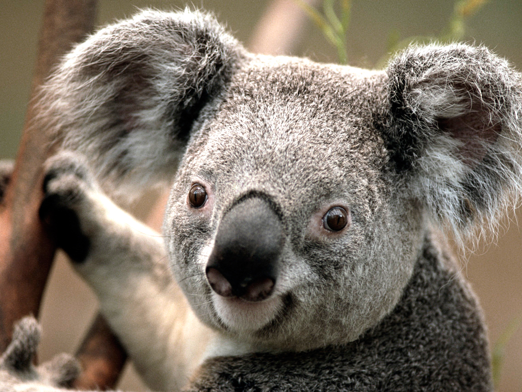 Koalák érkeztek a Fővárosi Állat- és Növénykertbe