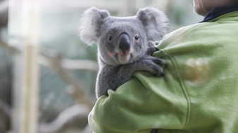 Koalák érkeztek a Fővárosi Állat- és Növénykertbe