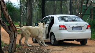 A csodálatos oroszlán kinyitja a (kocsi)ajtót