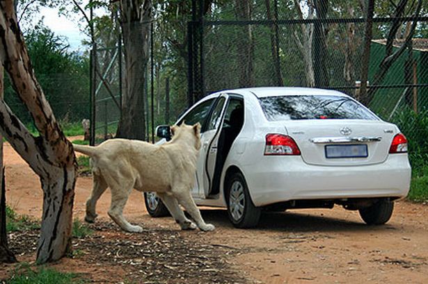 A csodálatos oroszlán kinyitja a (kocsi)ajtót