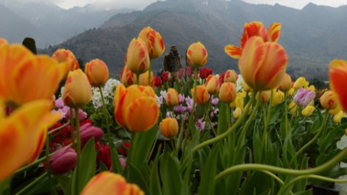 Tulipánkert az indiai Srinagarban