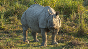 Terrorizálta a falut a gyilkos rinocérosz