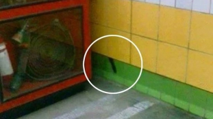 Öt éve falba szorult macskát mentettek ki a metróban