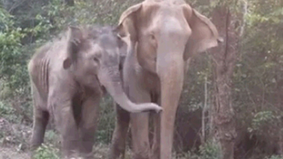 Megható videó: Újra anyjával lehet a kiselefánt