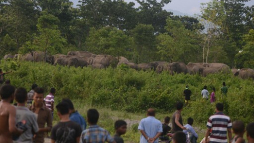 Vad elefántok vonulása Indiában