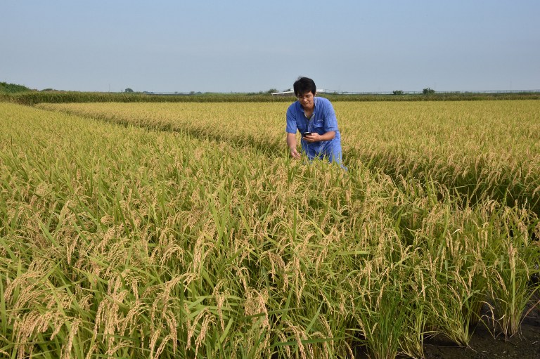 JAPAN-AGRICULTURE-RICE-TRADE-SOCIAL