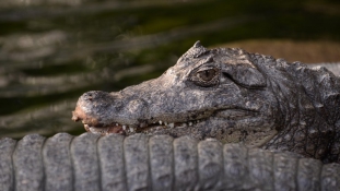 Két és fél méteres krokodil támadott meg egy szörföst