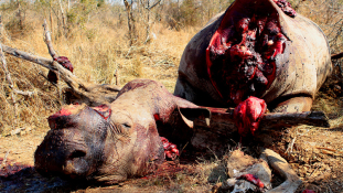 Rekordot döntöttek az orvvadászok Dél-Afrikában