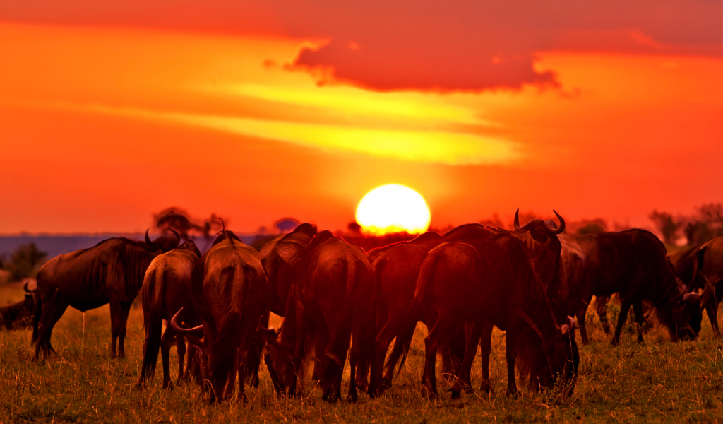 ann_bottom_Maasai Mara National Reserve