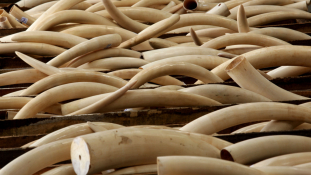 12 ezer tonna elefántcsontot koboztak el csempészektől
