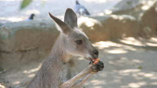 Ezért nem mindegy, hogyan vakaróznak a kenguruk