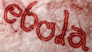 Megvan a védőoltás az ebola ellen