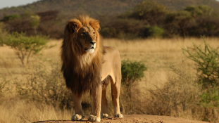 Az orvvadászok miatt szaporodnak az oroszlánok Mozambikban