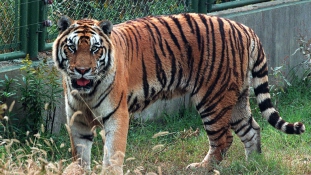 Tigris mart halálra egy szafarizó kínai nőt