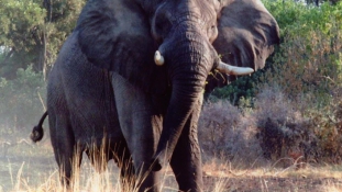 Túlélte az elefánt támadását egy nő