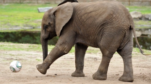 Az állatvilág legjobb góllövője az elefánt