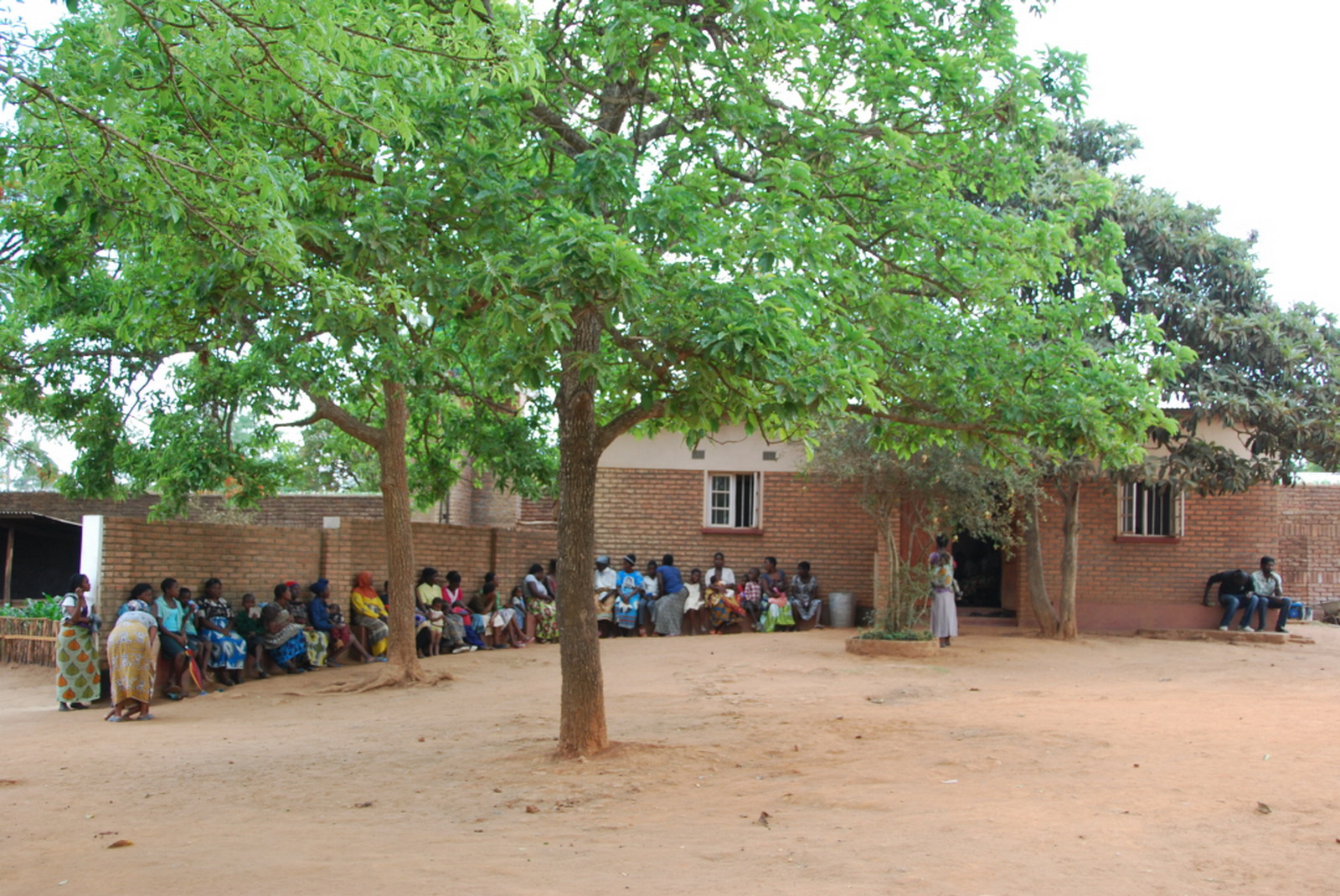 Jacaranda rendelo tomeg