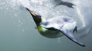 A királypingvineknek sem jó az erős El Niño
