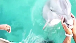 Visszaadta a delfin a tengerbe pottyant iPhone-t (videó)