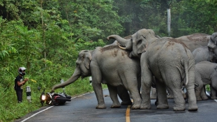 Elbántak a zajongóval a dühös elefántok